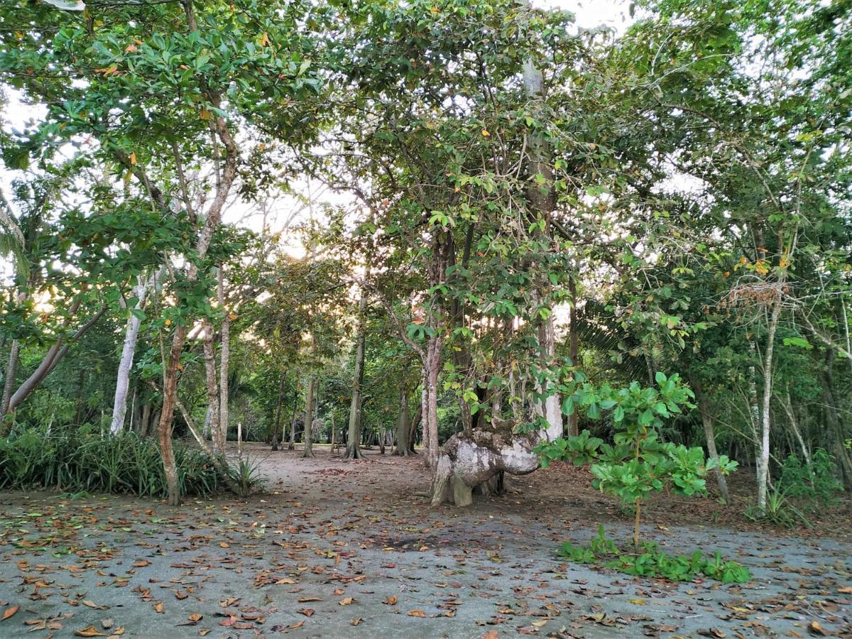 Four Monkeys Eco Lodge - Jungle & Beach Cabo Matapalo Exterior photo